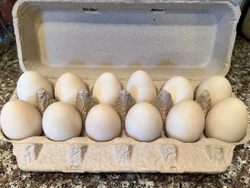 Farm Fresh Eggs (Dozen)