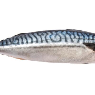 Mackerel (Titus) 2.3KG