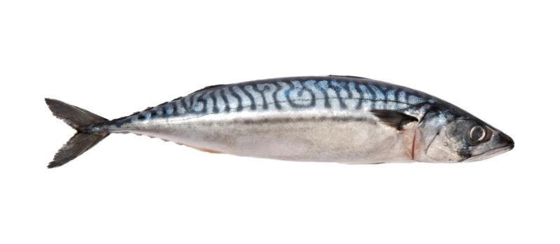 Mackerel (Titus) 20kg