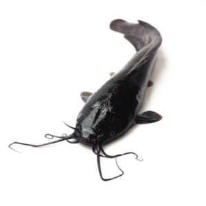 PHOTO-2026-04-24-03-38-27 Frozen Whole Catfish-1big size