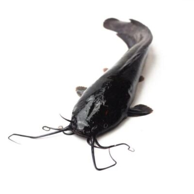 Cat Fish-8KG