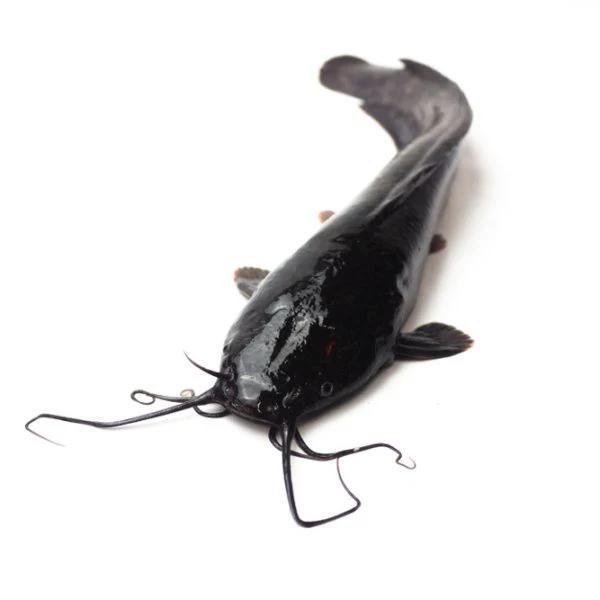 Frozen Whole Catfish-1big size